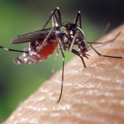 repulsif moustique, anti-moustique